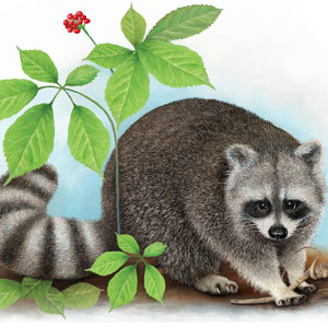 Coffman's Metals Raccoon Illustration